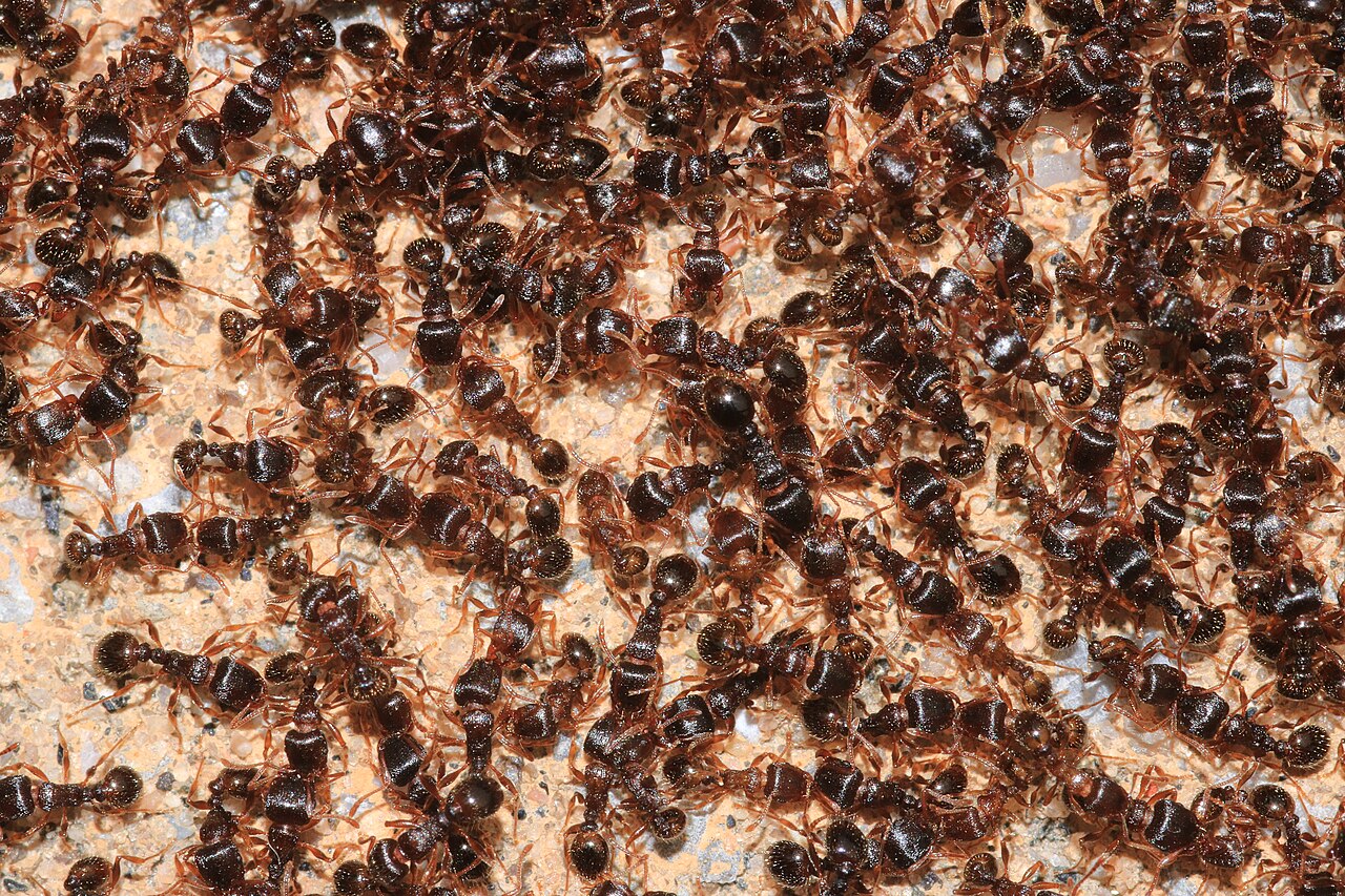 Trail of Argentine ants along a kitchen counter in a Davis home