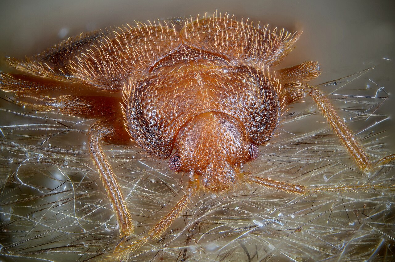 Bed bug staining along a mattress seam in a Davis rental