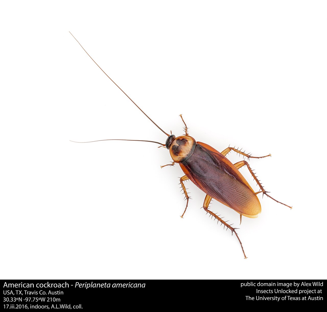 German cockroach on a kitchen cabinet edge in a Davis rental