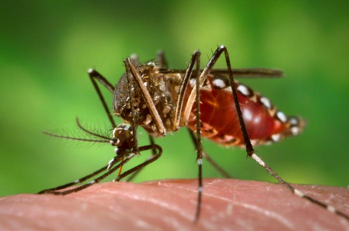 Mosquito near standing water in the Davis, California area