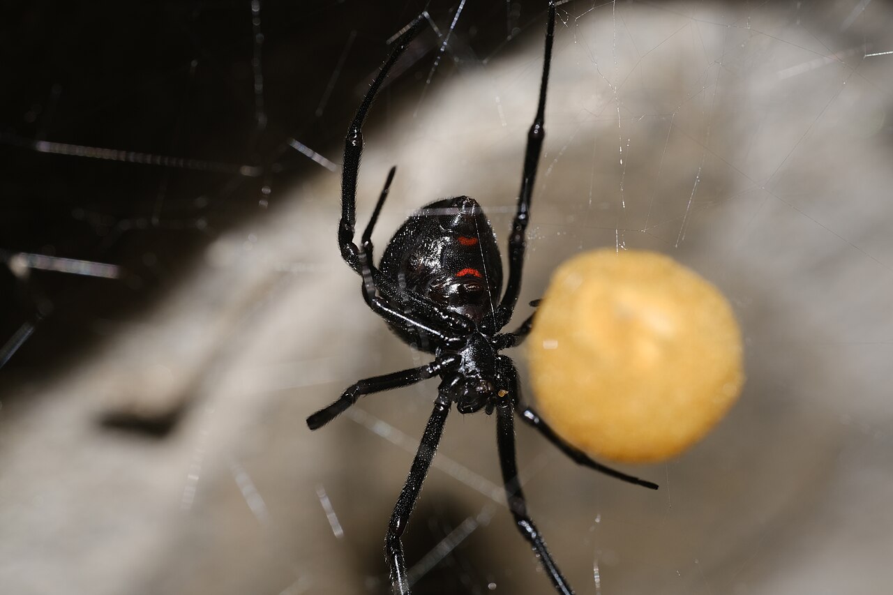 Black widow spider and web in a garage corner in Davis