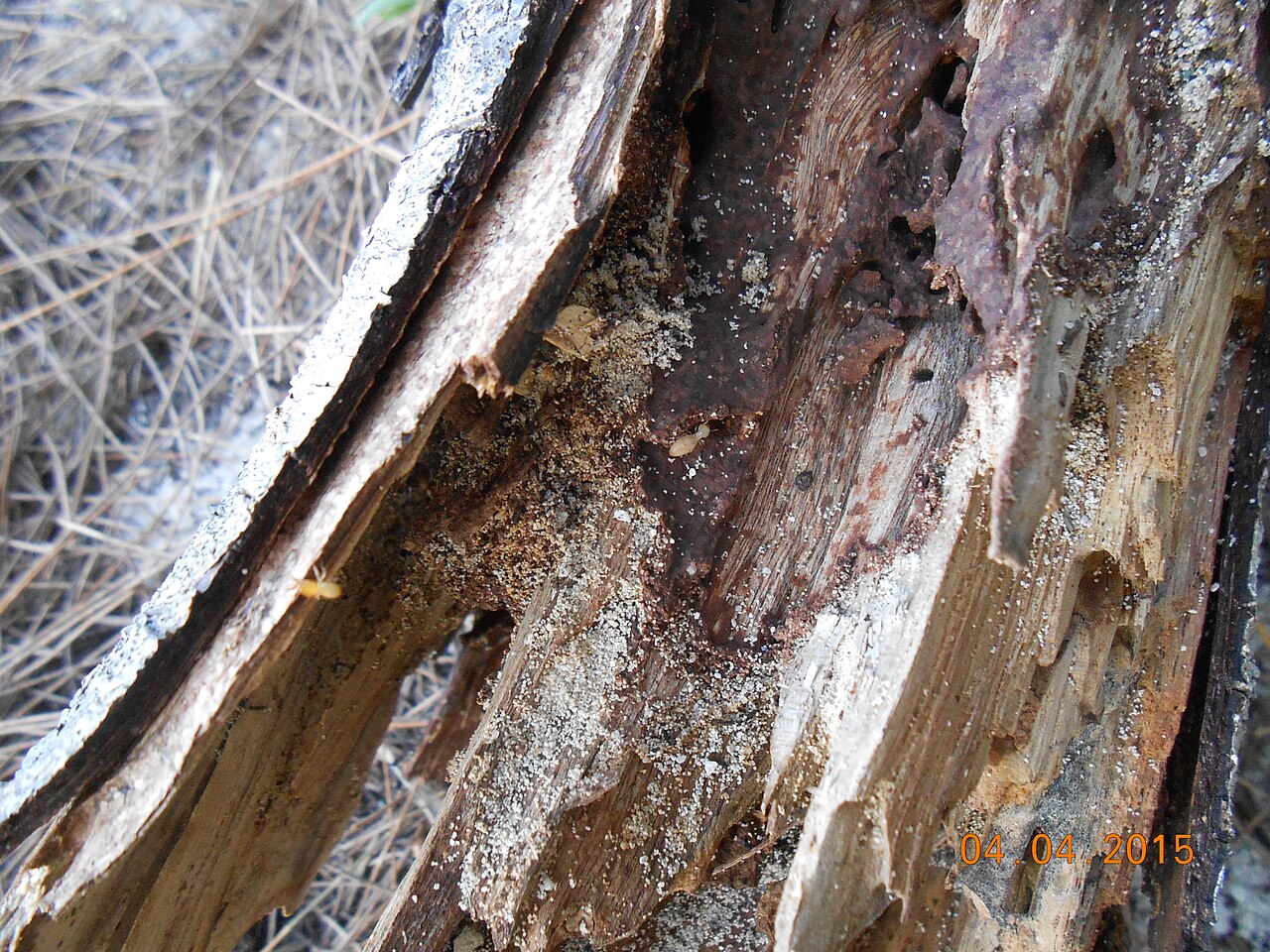 Pest control across Davis, California