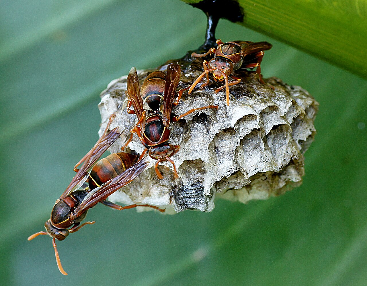 Paper wasp nest under the eave of a home in Davis, CA